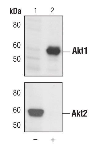 AKT1 Antibody in Western Blot (WB)