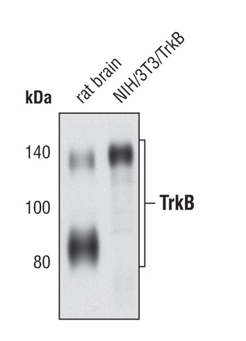 TrkB Antibody in Western Blot (WB)