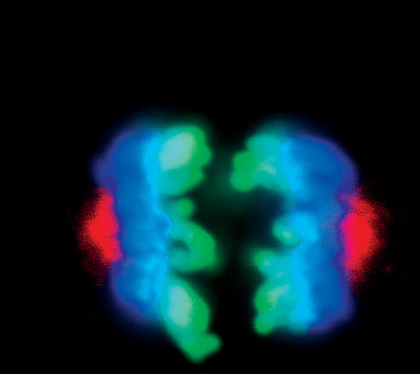 Phospho-Aurora A (Thr288) Antibody in Immunocytochemistry (ICC/IF)