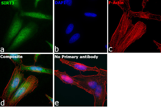 SIRT3 Antibody in Immunocytochemistry (ICC/IF)