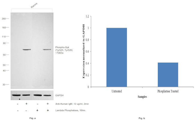 Phospho-Syk (Tyr525, Tyr526) Antibody