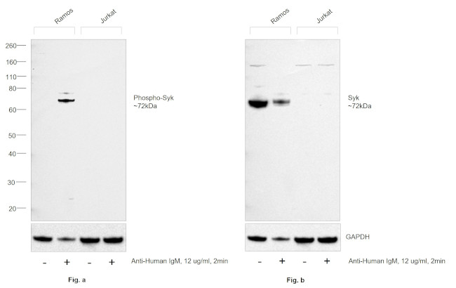 Phospho-Syk (Tyr525, Tyr526) Antibody in Western Blot (WB)