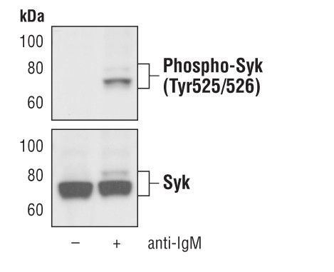 Phospho-Syk (Tyr525, Tyr526) Antibody in Western Blot (WB)