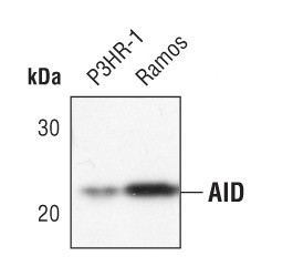 AID Antibody in Western Blot (WB)