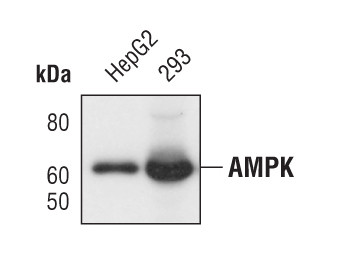 AMPK alpha-1 Antibody in Western Blot (WB)