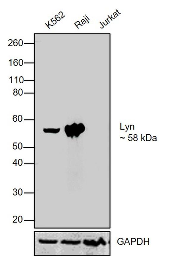 Lyn Antibody in Western Blot (WB)