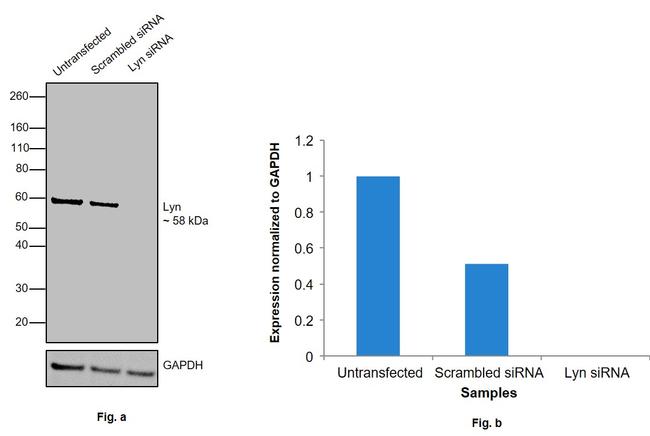 Lyn Antibody in Western Blot (WB)