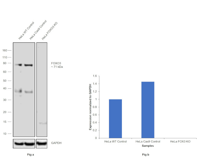 FOXO3A Antibody in Western Blot (WB)