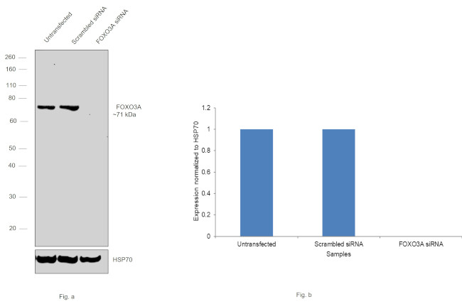 FOXO3A Antibody in Western Blot (WB)