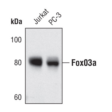 FOXO3A Antibody in Western Blot (WB)