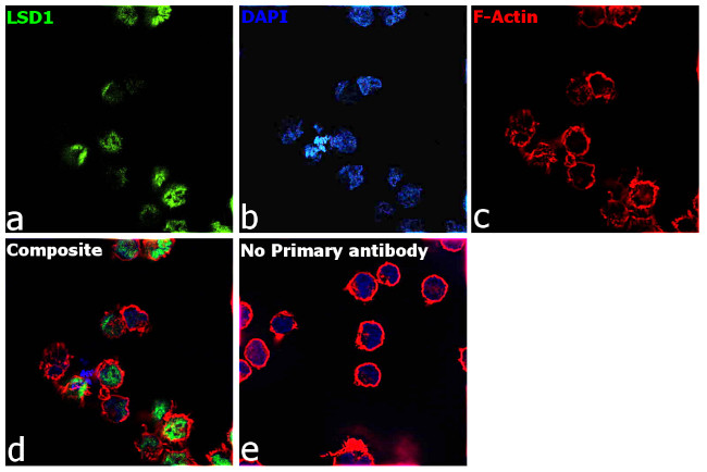 LSD1 Antibody in Immunocytochemistry (ICC/IF)