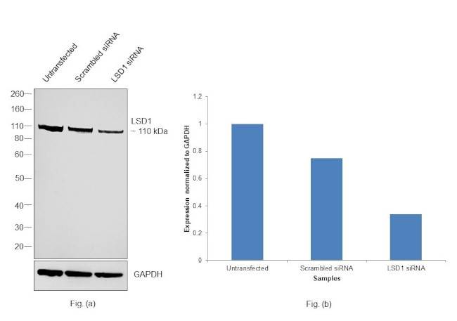 LSD1 Antibody