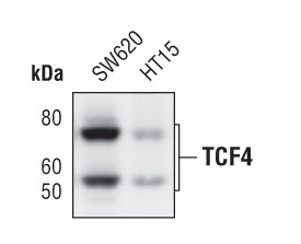 TCF7L2 Antibody in Western Blot (WB)