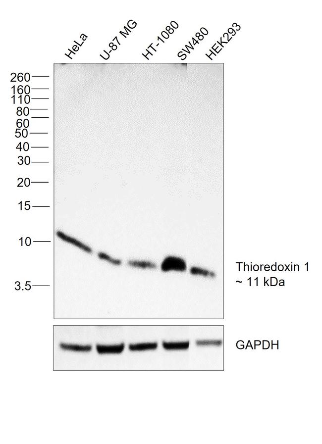 Thioredoxin 1 Antibody in Western Blot (WB)