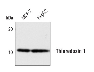 Thioredoxin 1 Antibody in Western Blot (WB)