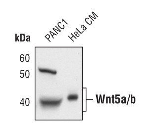 WNT5A Antibody in Western Blot (WB)