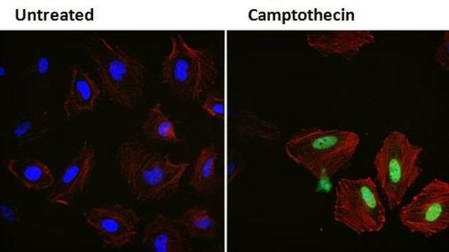 p21 Antibody