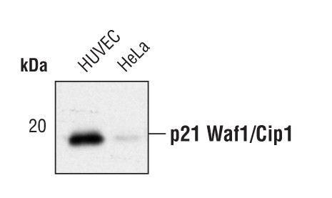 p21 Antibody in Western Blot (WB)