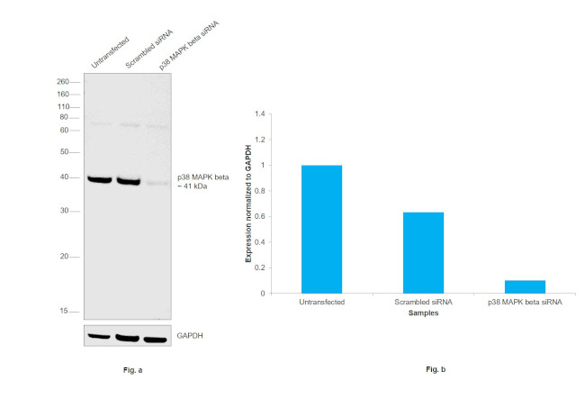 p38 MAPK beta Antibody