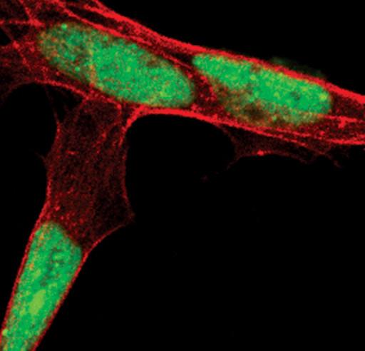 SUMO2/SUMO3 Antibody in Immunocytochemistry (ICC/IF)