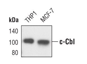 c-Cbl Antibody in Western Blot (WB)