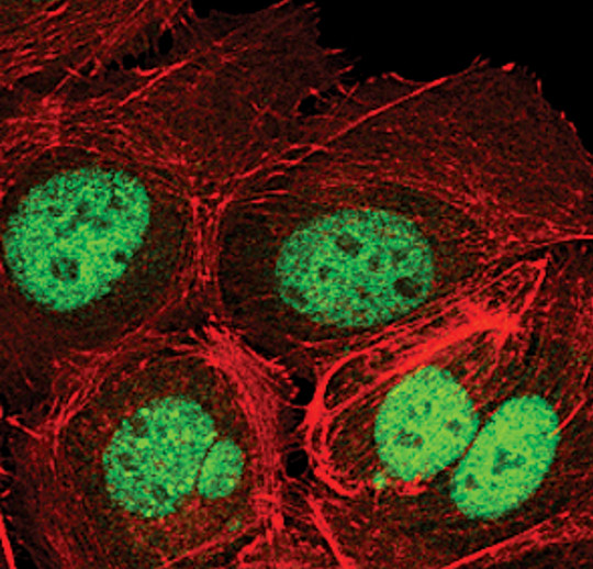 SETDB1 Antibody in Immunocytochemistry (ICC/IF)