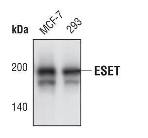 SETDB1 Antibody in Western Blot (WB)