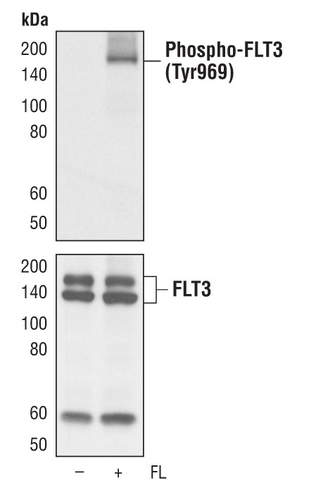 Phospho-FLT3 (Tyr969) Antibody in Western Blot (WB)