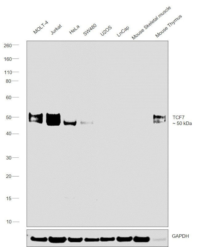 TCF7 Antibody