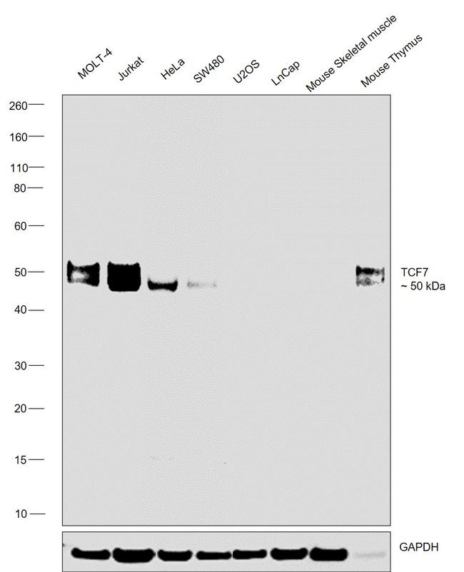 TCF7 Antibody in Western Blot (WB)