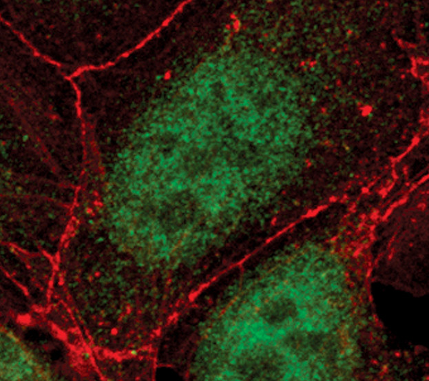 TCF7 Antibody in Immunocytochemistry (ICC/IF)