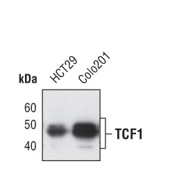 TCF7 Antibody in Western Blot (WB)