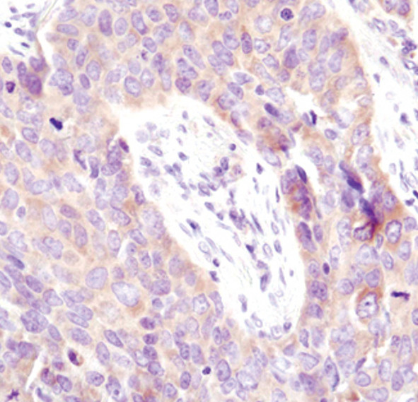 eIF4G Antibody in Immunohistochemistry (Paraffin) (IHC (P))