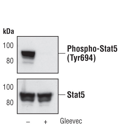 Phospho-STAT5 alpha (Tyr694) Antibody in Western Blot (WB)