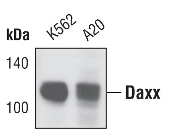 DAXX Antibody in Western Blot (WB)