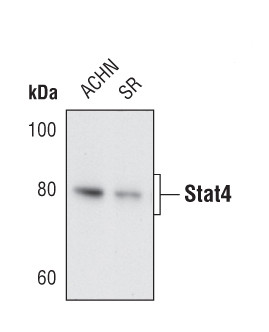 STAT4 Antibody in Western Blot (WB)