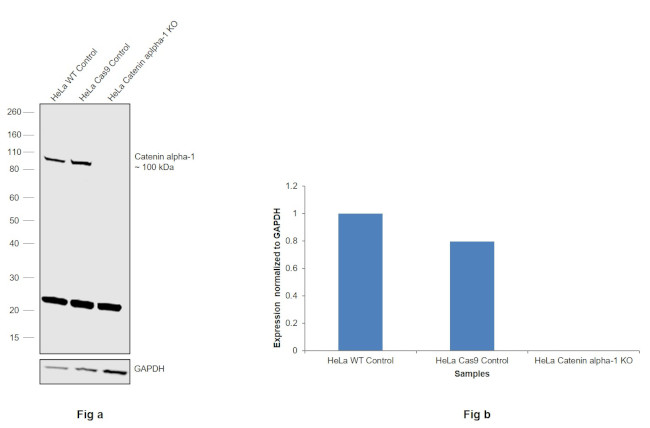 Catenin alpha-1 Antibody