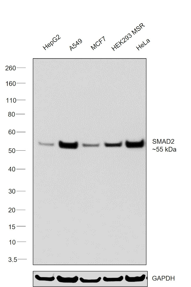 SMAD2 Antibody in Western Blot (WB)