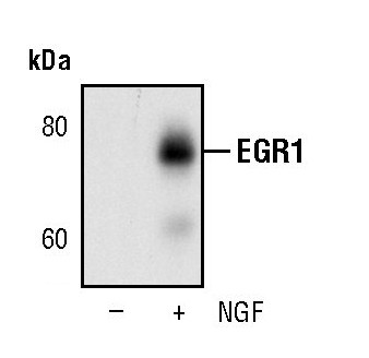 EGR1 Antibody in Western Blot (WB)