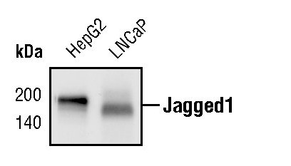 Jagged1 Antibody in Western Blot (WB)