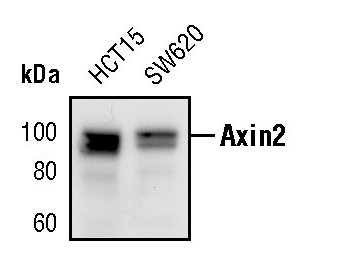 AXIN2 Antibody in Western Blot (WB)