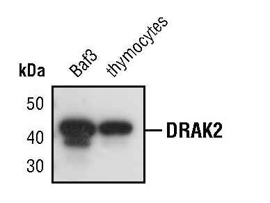 DRAK2 Antibody in Western Blot (WB)