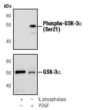 Phospho-GSK3 alpha (Ser21) Antibody in Western Blot (WB)