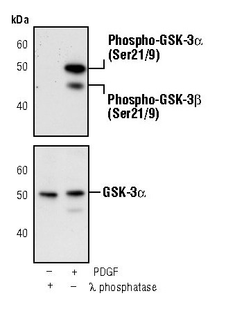 Phospho-GSK3 alpha/beta (Ser21, Ser9) Antibody in Western Blot (WB)