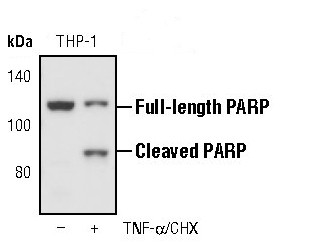 PARP1 Antibody in Western Blot (WB)