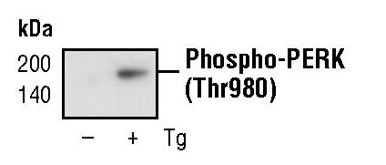 Phospho-PERK (Thr980) Antibody in Western Blot (WB)