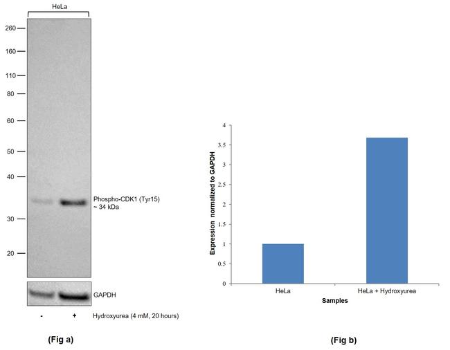 Phospho-CDK1 (Tyr15) Antibody in Western Blot (WB)