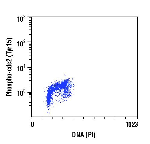 Phospho-CDK1 (Tyr15) Antibody in Flow Cytometry (Flow)