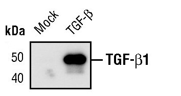 TGF beta-1 Antibody in Western Blot (WB)