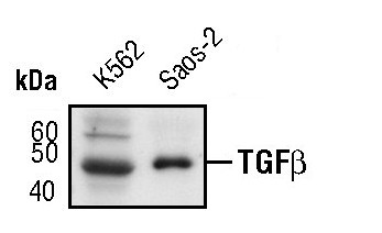 TGF beta-1 Antibody in Western Blot (WB)